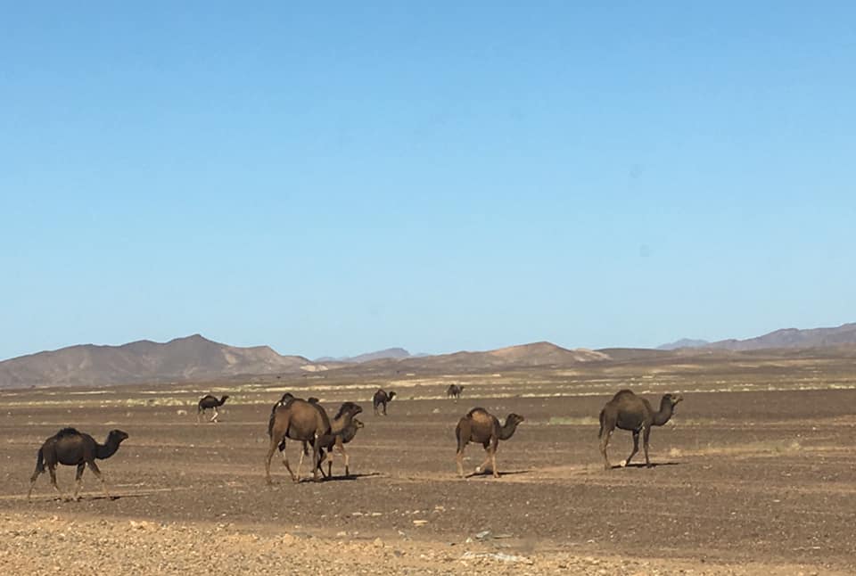 desert sahara maroc blog (7)