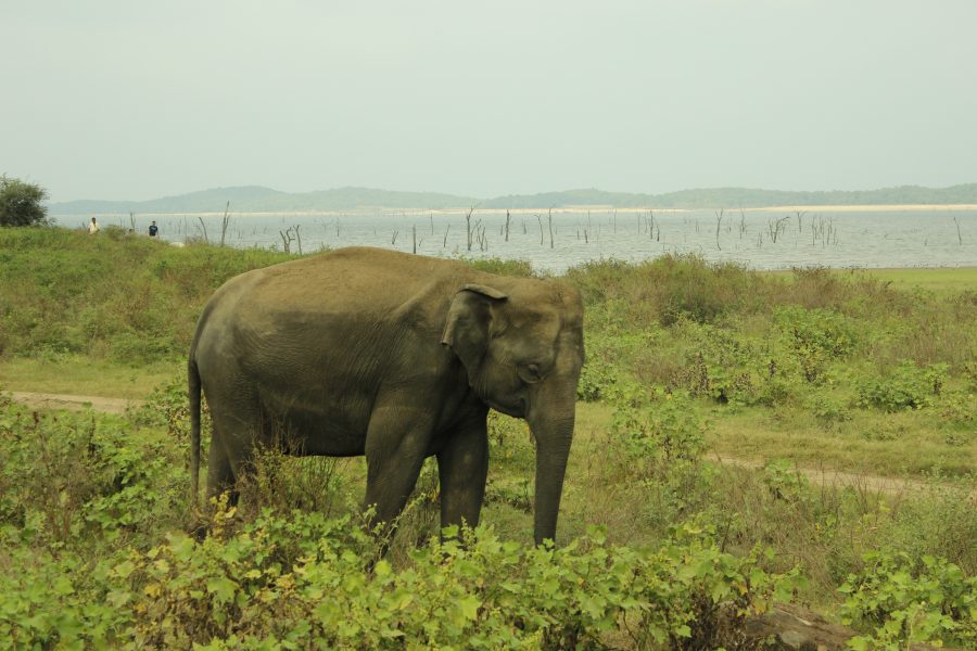Fauna din Sri Lanka